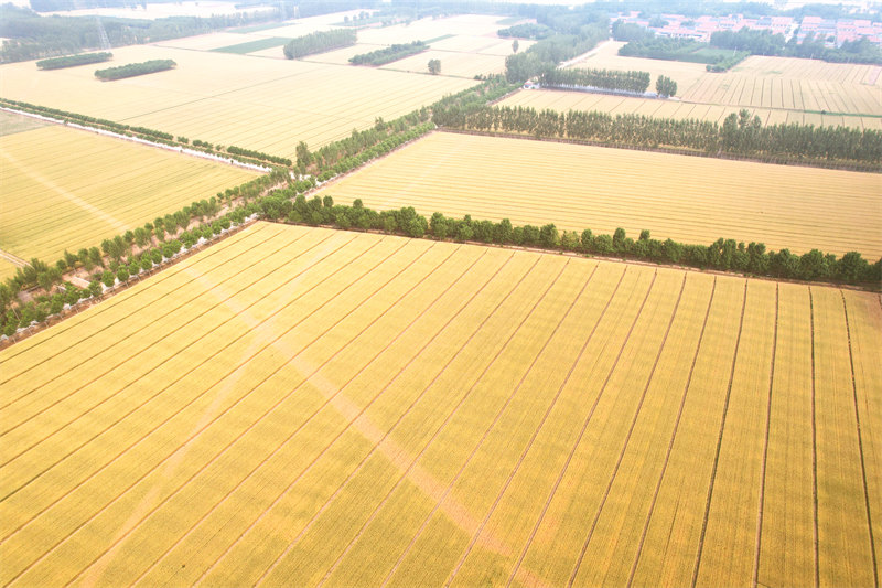 山東省惠民縣94.5萬畝小麥進入成熟收獲期，成片的小麥把大地染成了金色。 薛清月攝
