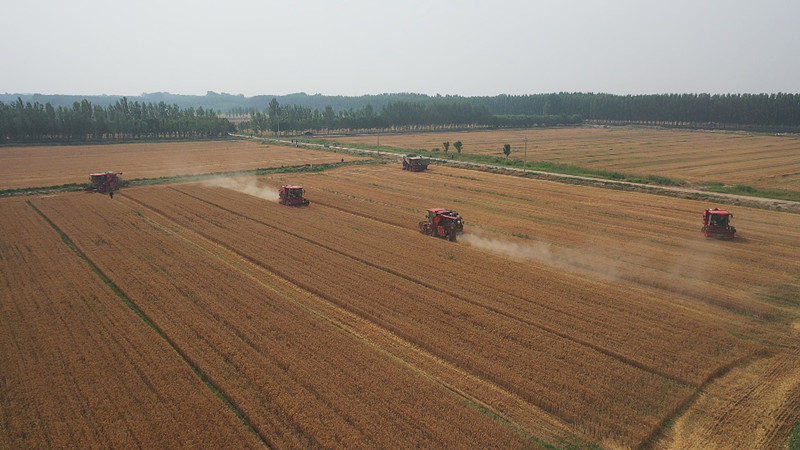 6月18日，山東省濱州市惠民縣淄角鎮，農機手駕駛收割機在田間收割小麥。 曹立國攝