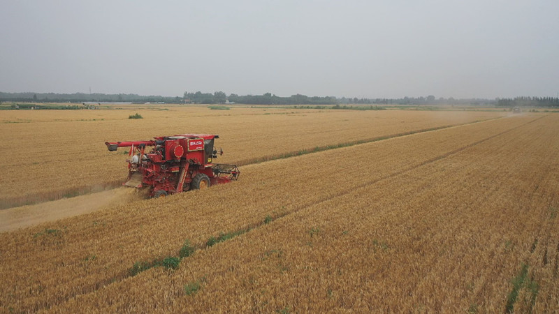 6月18日，收割機在山東省惠民縣淄角鎮田間收割小麥。 曹立國攝