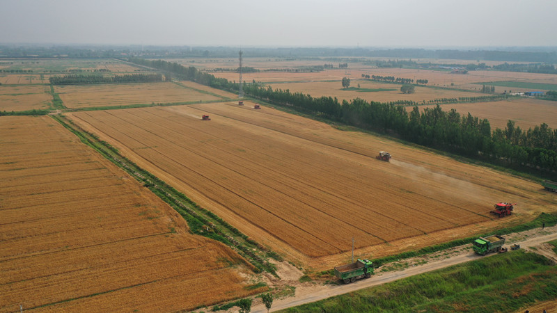 6月18日，小麥收割機在田間來回作業，一派豐收的喜人景象。 曹立國攝