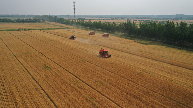 6月18日，在山東省濱州市惠民縣淄角鎮，農機手駕駛收割機在田間收割小麥。 曹立國攝
