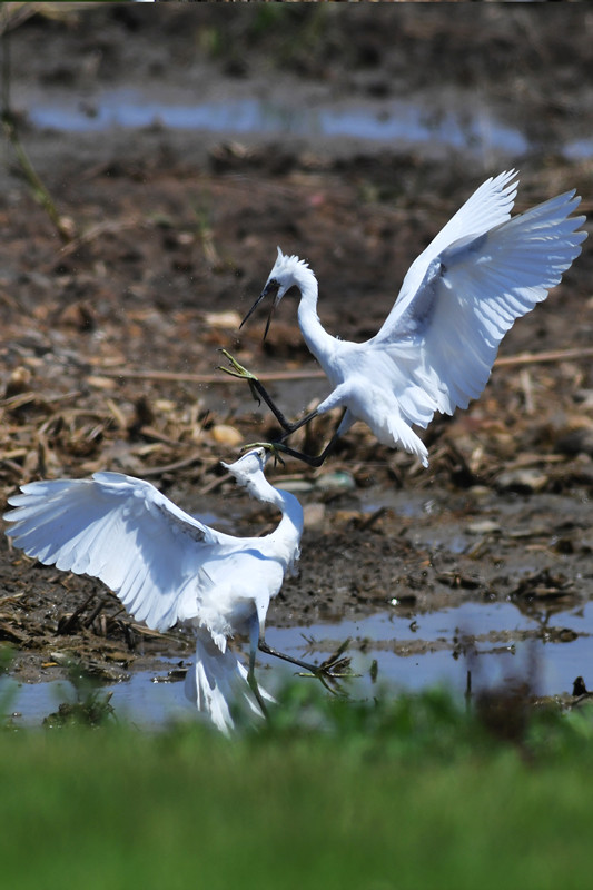 在山東省青島市膠州灣國家級海洋公園紅島段灘涂，兩隻白鷺在追逐嬉戲。 王海濱攝