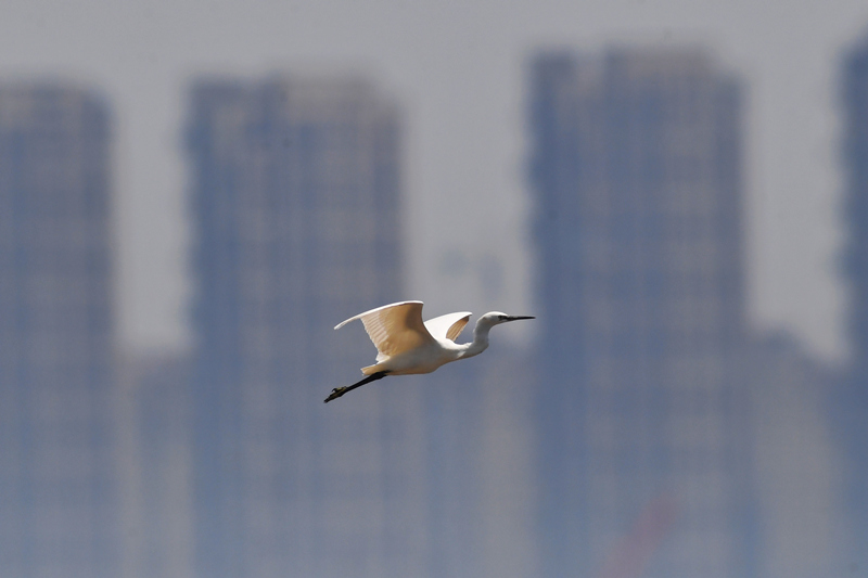在山東省青島市膠州灣國家級海洋公園紅島段灘涂，一隻白鷺在空中飛翔。 王海濱攝