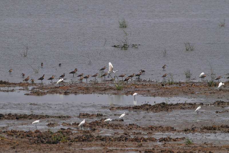 成群白腰杓鷸和白鷺在水邊棲息。 王海濱攝