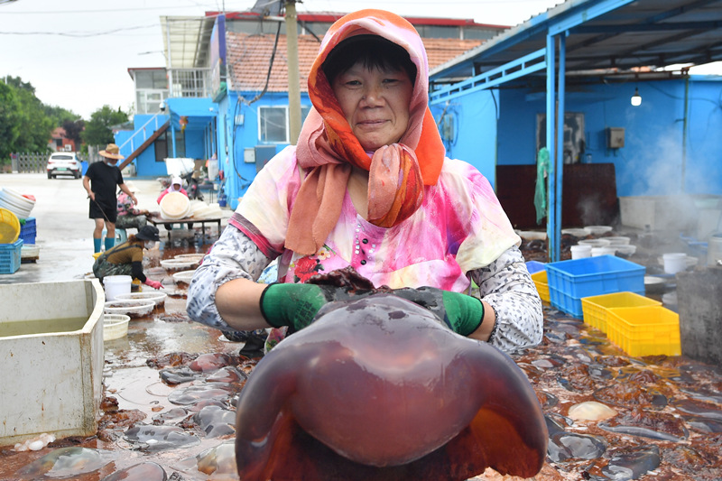 在山東省青島市城陽區紅島街道黃瀾的一家海蜇加工企業，漁民展示新鮮的大海蜇。 王海濱攝