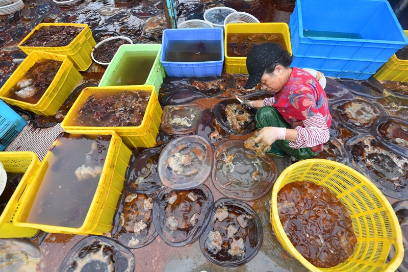 在山東省青島市城陽區紅島街道黃瀾的一家海蜇加工企業，一名漁民正在分割海蜇脖。 王海濱攝