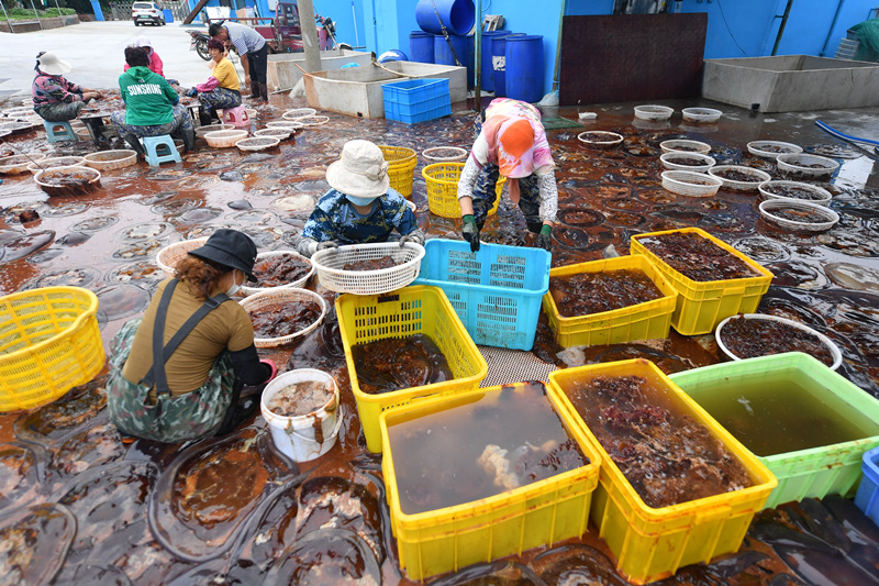在山東省青島市城陽區紅島街道黃瀾的一家海蜇加工企業，漁民集中對海蜇進行分割處理。 王海濱攝