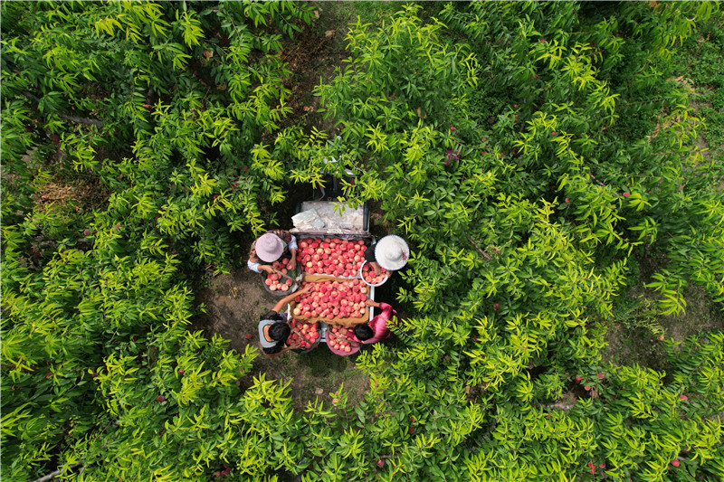 惠民縣大年陳鎮8000畝水蜜桃進入成熟期 。劉剛攝