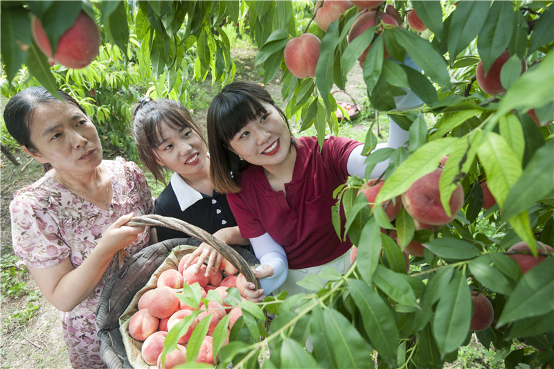 游客在大年陳開明蜜桃示范園採摘成熟的水蜜桃。劉剛攝