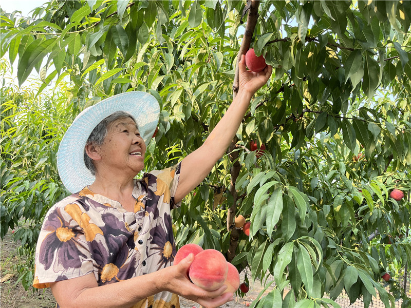 蜜桃示范園的果農幫游客採摘預定的水蜜桃。楊瓊攝