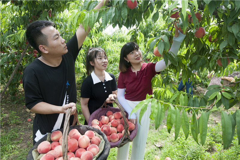 游客在採摘成熟的水蜜桃 。劉剛攝