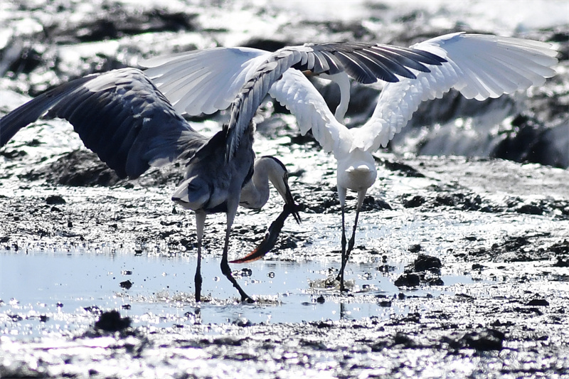 在山東省青島市膠州灣國家級海洋公園紅島段，白鷺和蒼鷺在治理后的灘涂濕地上捉魚。王海濱攝