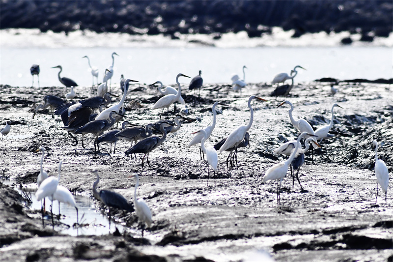 在山東省青島市膠州灣國家級海洋公園紅島段，治理后的灘涂濕地吸引了成群白鷺、蒼鷺覓食棲息。王海濱攝