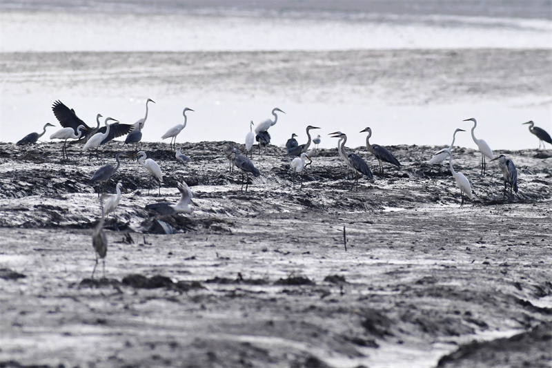 在山東省青島市膠州灣國家級海洋公園紅島段，治理后的灘涂濕地吸引了成群白鷺、蒼鷺覓食棲息。王海濱攝