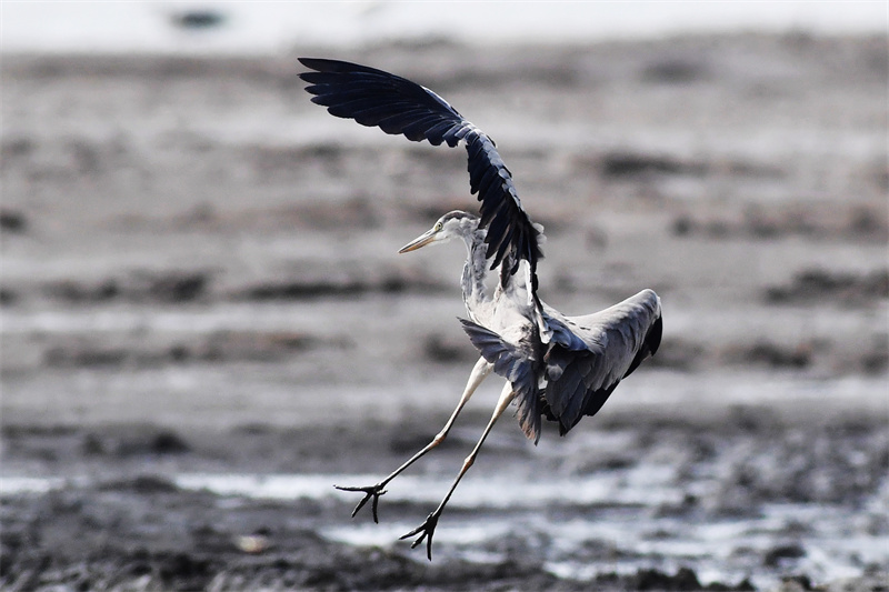 在山東省青島市膠州灣國家級海洋公園紅島段，一隻蒼鷺在灘涂濕地上飛翔。王海濱攝