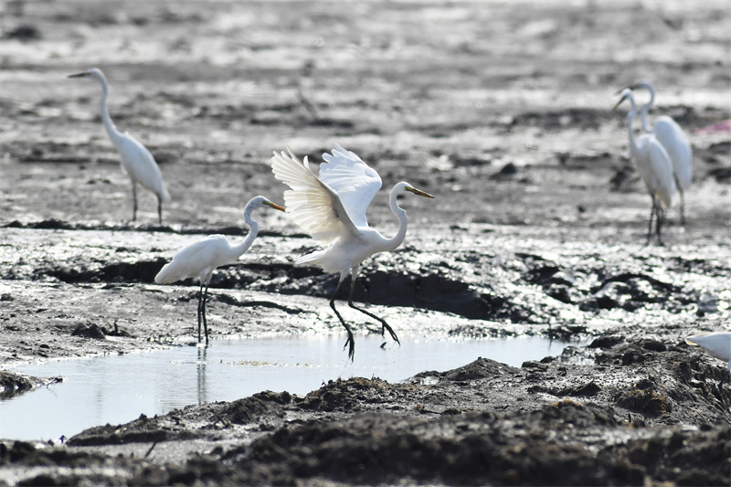 在山東省青島市膠州灣國家級海洋公園紅島段，成群大白鷺在灘涂濕地上巡游覓食。王海濱攝