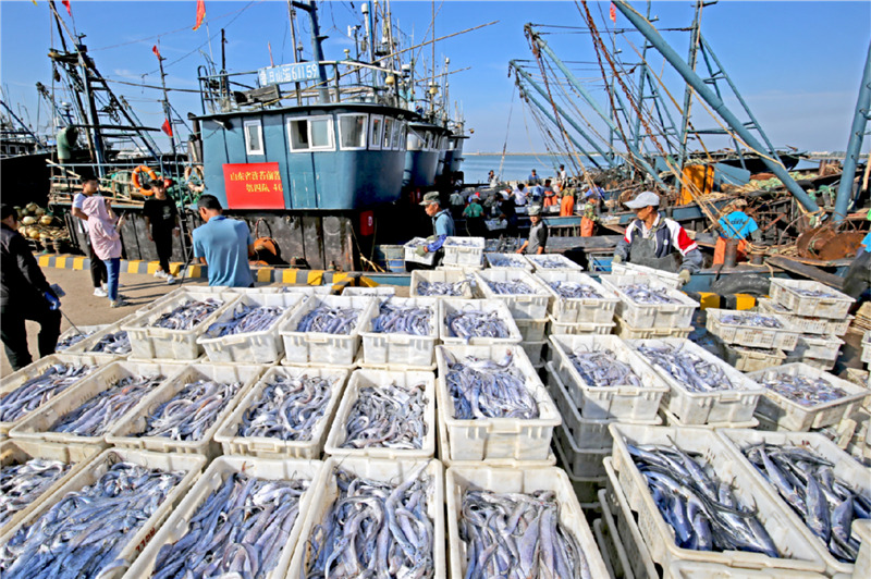 货商、网商正在日照中心渔港港码头抢购今秋最新鲜的鱼货海鲜。薄林 摄
