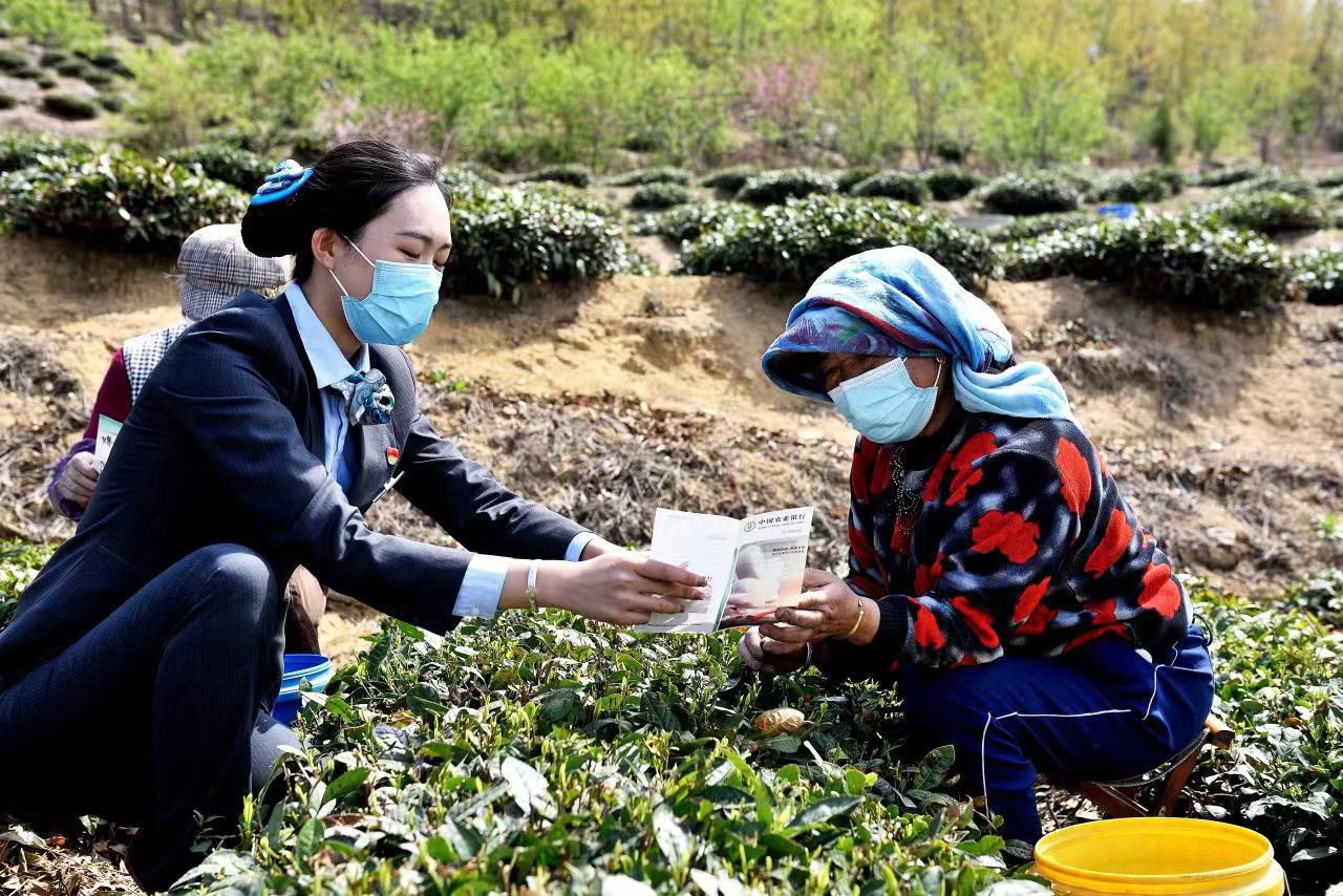 图为农行岚山支行员工向茶农讲解信贷支持政策。（摄影 赵文）