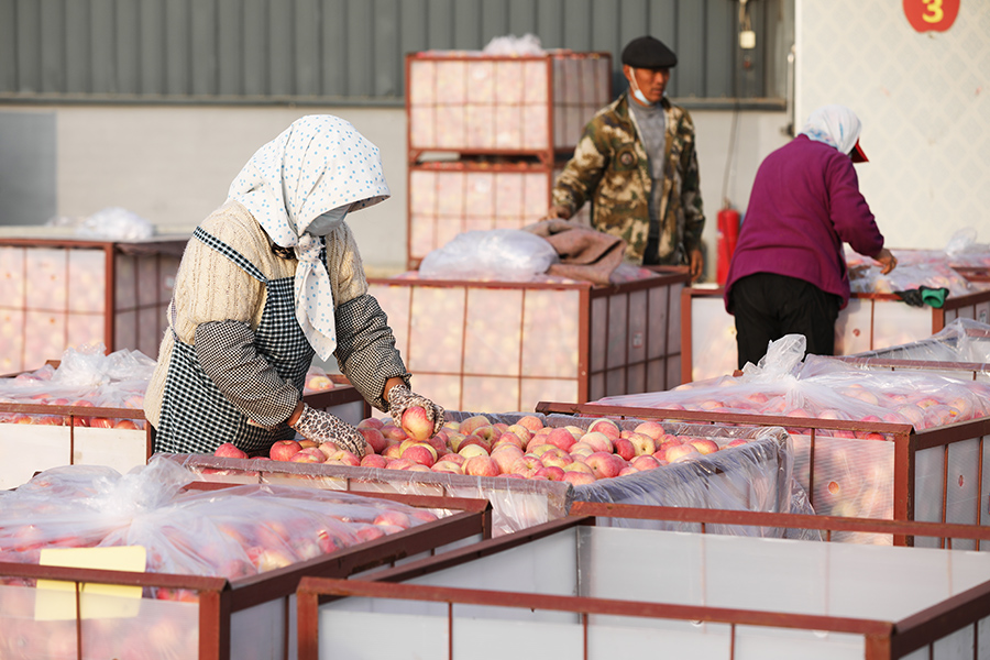 山东日照高新区河山镇刘家顺村苹果进入丰收季，村民分拣采摘苹果。于坤帅摄