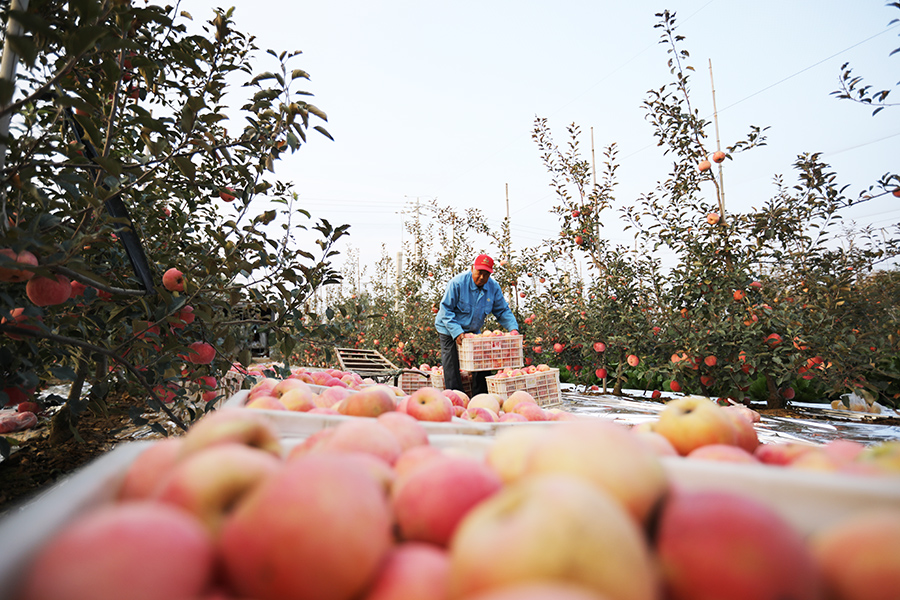 山东日照高新区河山镇刘家顺村苹果进入丰收季，村民收集采摘苹果。宋年升摄