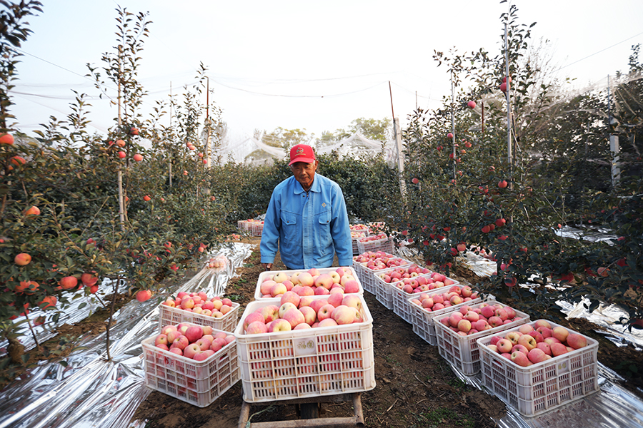 山东日照高新区河山镇刘家顺村苹果进入丰收季，村民收集采摘苹果。宋年升摄