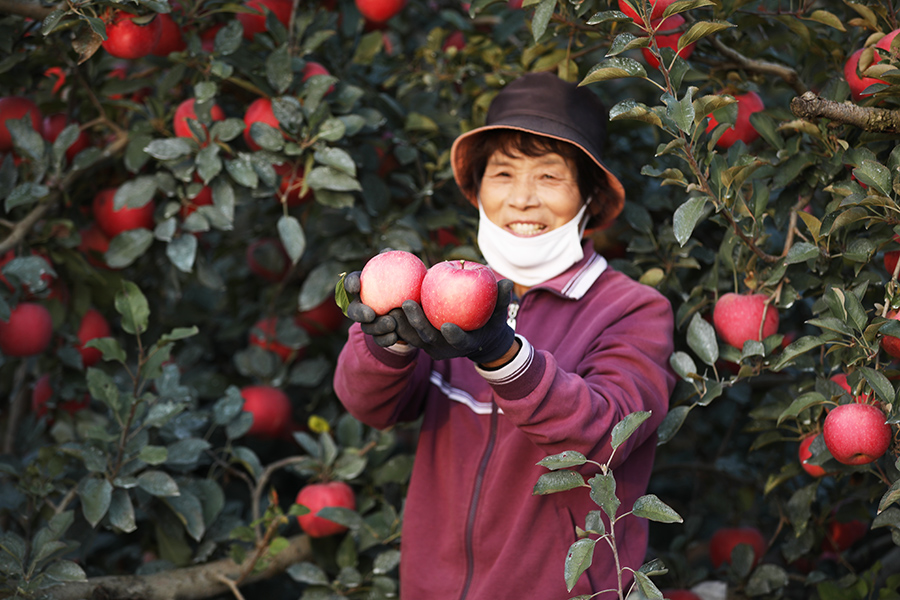 山東日照高新區河山鎮劉家順村蘋果進入豐收季，村民正在展示採摘的蘋果。宋年升攝
