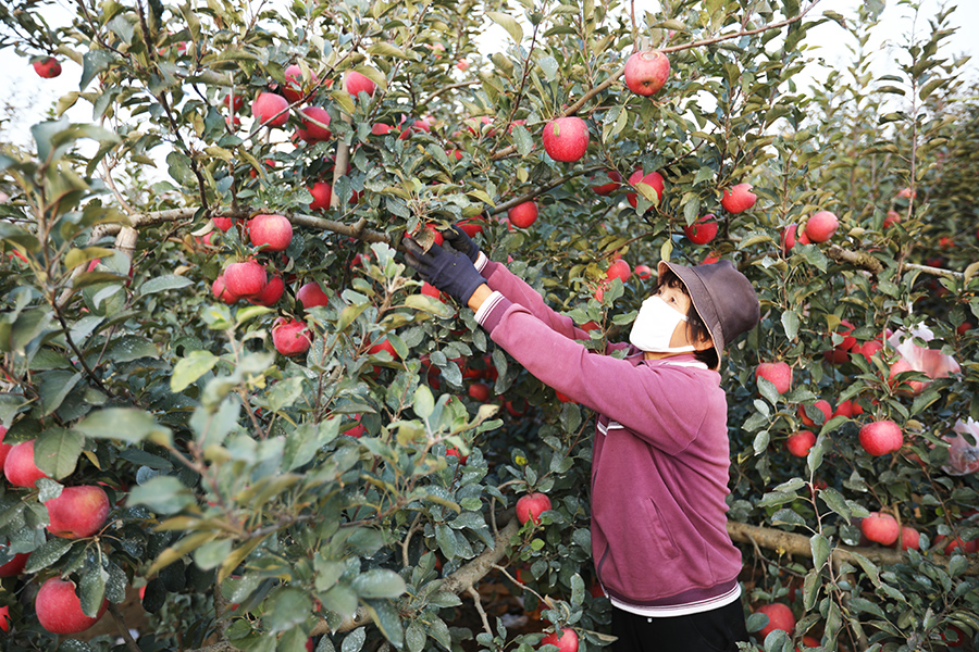 山東日照高新區河山鎮劉家順村蘋果進入豐收季，村民正在採摘蘋果。宋年升攝