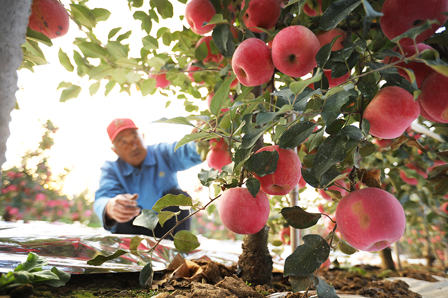 山東日照高新區河山鎮劉家順村蘋果進入豐收季，村民正在採摘蘋果。宋年升攝