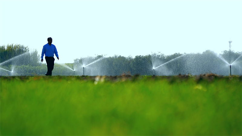 11月1日，山東省樂陵市孔鎮王木腿村勇海家庭農場利用地埋式節水節肥噴灌設施給小麥澆越冬水，促進小麥生長。