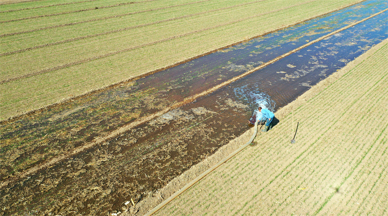 11月1日，山東省樂陵市孔鎮王木腿村村民在給小麥澆越冬水，促進小麥生長。