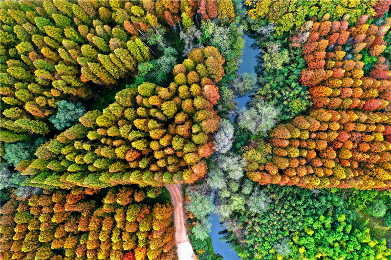 日照海濱國家森林公園呈現出獨特的秋日景觀。薄林攝