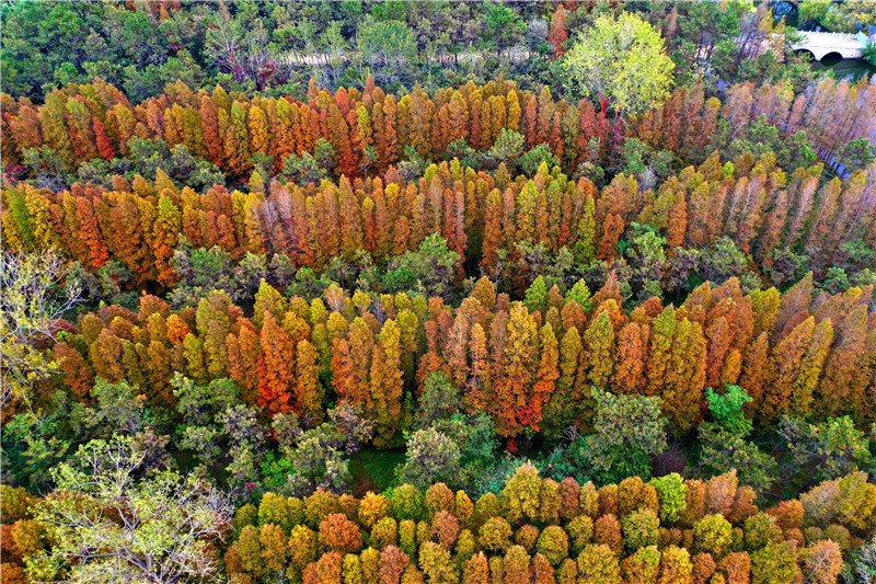 日照海濱國家森林公園呈現出獨特的秋日景觀。薄林攝