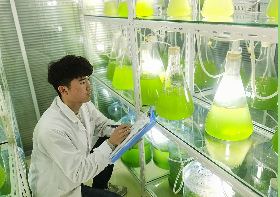 11月8日，德州地福來生物科技有限公司科研人員正在試驗室觀察藻類活性細胞的生長狀態。