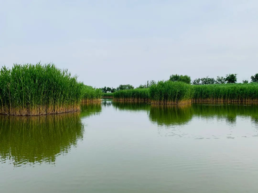 该行支持马踏湖湿地水环境综合整治项目