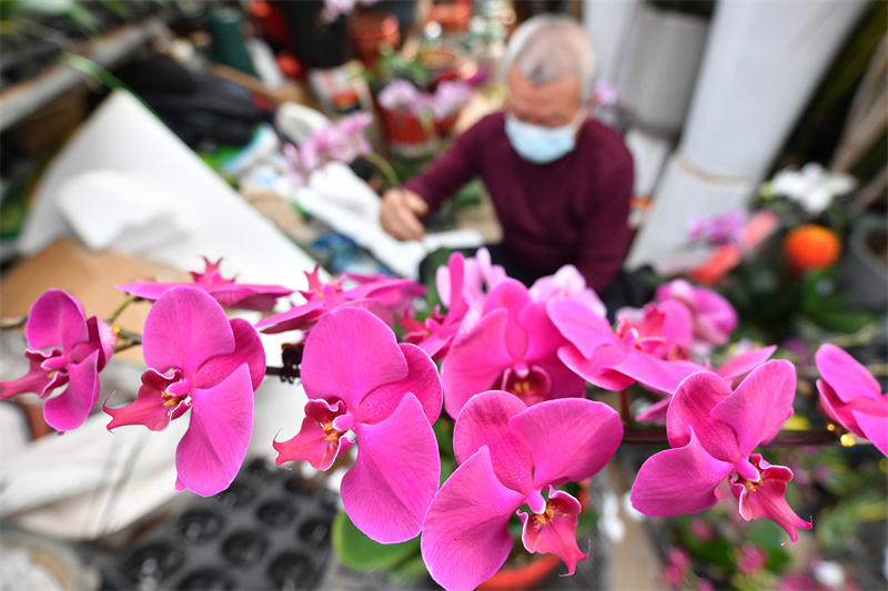 一名花卉經銷攤主在為蝴蝶蘭做插花造型。王海濱攝