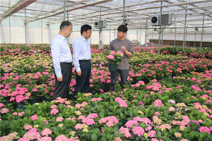 農行到青州花卉培育基地調研市場行情、了解客戶需求。王海攝