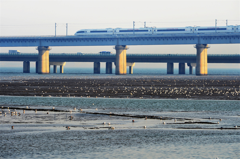 2月16日，在山東省青島市膠州灣國家級海洋公園紅島段濱海濕地，高鐵穿過“候鳥餐廳”，生態景觀如在畫中。王海濱攝