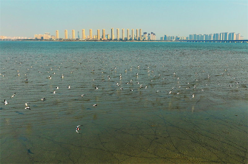 成群翘鼻麻鸭在海面飞行。王海滨摄