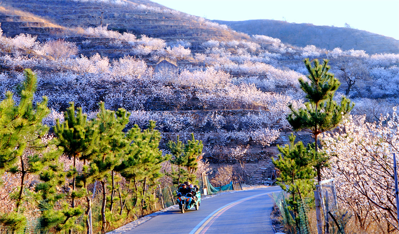 日照市五蓮山櫻桃花盛開，猶如粉白相間的彩帶圍繞在山間。劉玉平攝