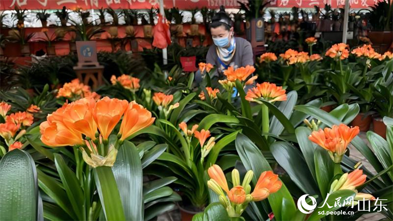 中國青州花卉苗木交易中心是江北最大的花卉集散中心，在君子蘭批發攤位前，商戶正在整理擺放君子蘭產品。人民網 喬姝攝
