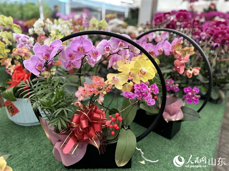 中国青州花卉苗木交易中心的蝴蝶兰产品。人民网 乔姝摄