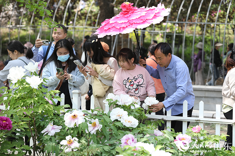 在菏澤牡丹區曹州牡丹園，牡丹花迎來盛放，引游客觀賞。人民網 劉祺攝