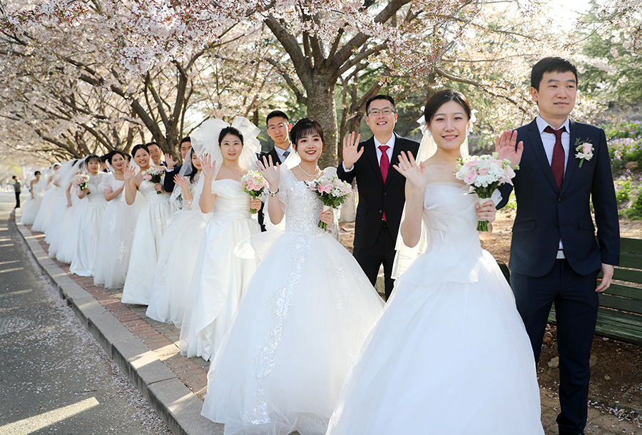 4月8日，新人們漫步在校園盛開的櫻花樹下。張進剛攝