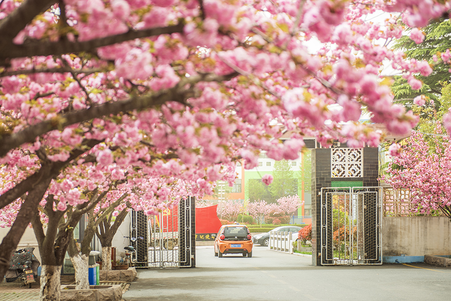 圖為道路兩旁櫻花盛開，處處彌漫著特有的芳香。陳光金攝