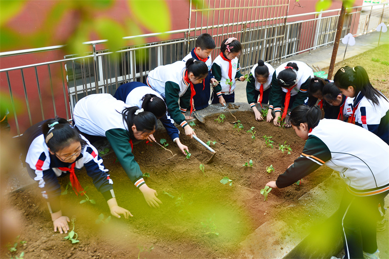 勞動課堂上，學生們在種植西紅柿和黃瓜秧苗。王海濱攝