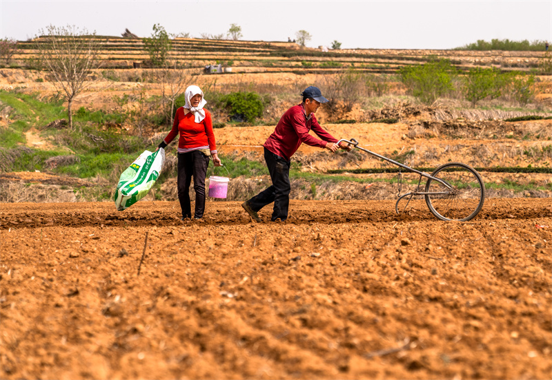 圖為日照市后村鎮農民正在播種春玉米。武愛民攝