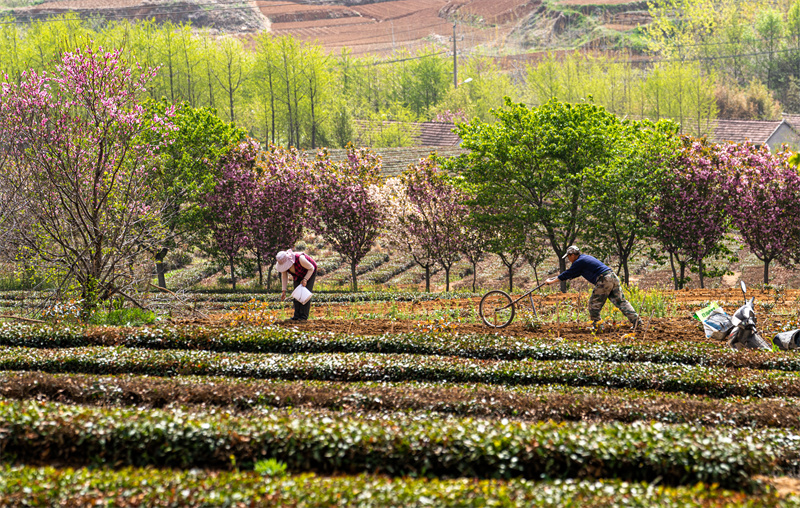 圖為日照市后村鎮農民正在給茶葉施肥。武愛民攝