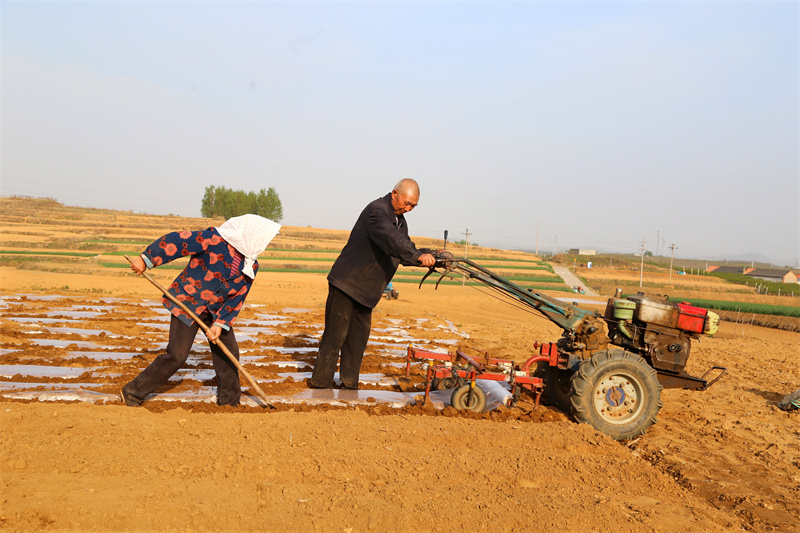 圖為日照市三庄鎮農民正在給花生覆蓋地膜。張守本攝