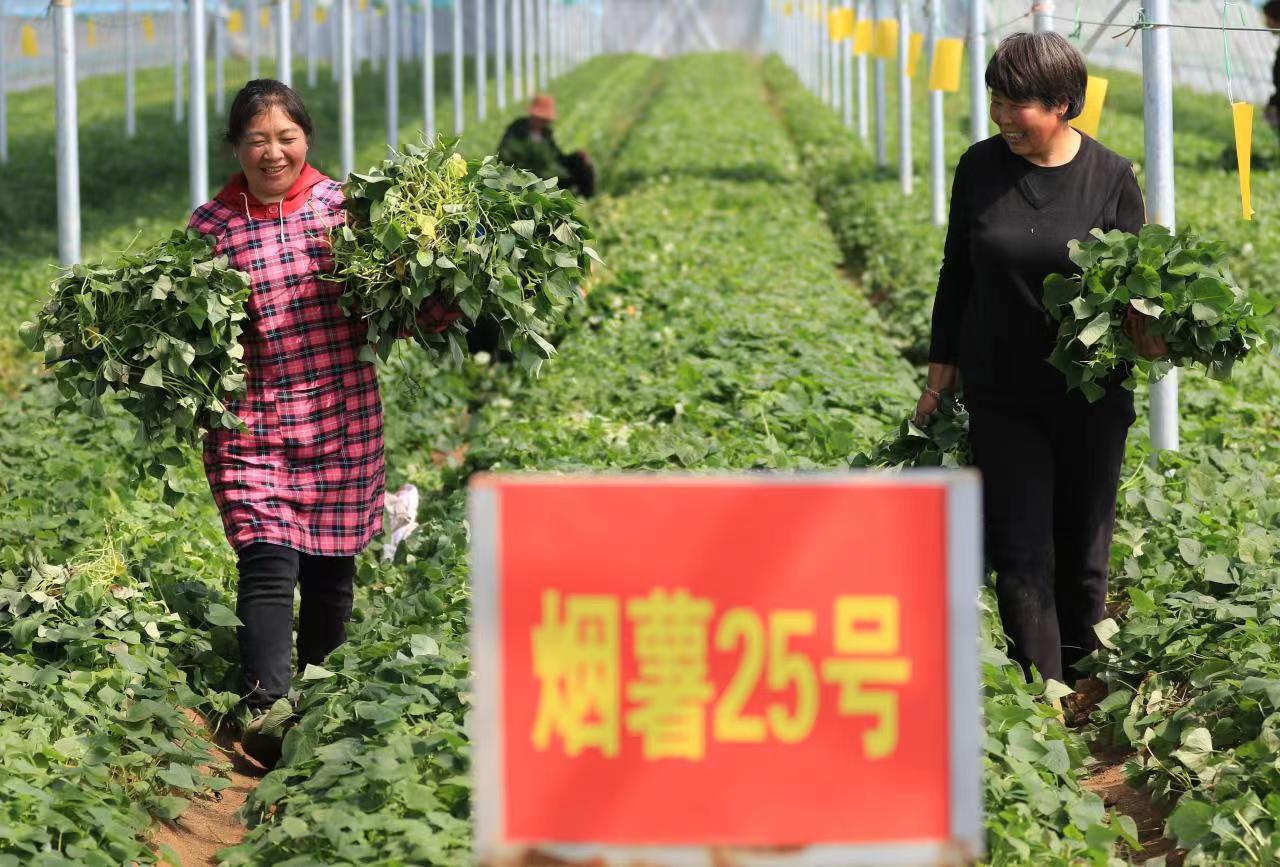 该县玉山镇农民在收割脱毒地瓜苗准备移栽。朱武涛摄
