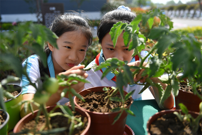 兩名植物研究社團的學生在觀察記錄西紅柿生長周期。王海濱攝